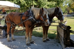 Horses 2