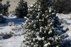 Ridge tree