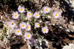 Daisies