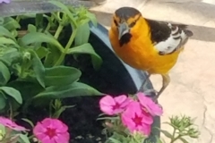 Flower Bird