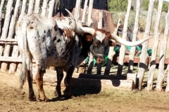 Long Horn at the fort