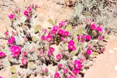 Prickly Pear 1