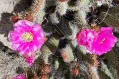 Prickly Pear 2
