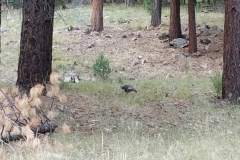 Pine Valley 10