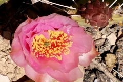 Prickly Pear 2