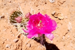 Prickly Pear Rose