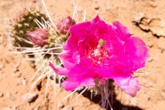 Prickly Pear Rose2