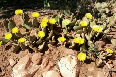 Cactus 5-5-2