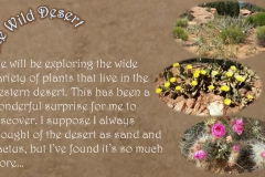 Wild Desert Slideshow_Page_4